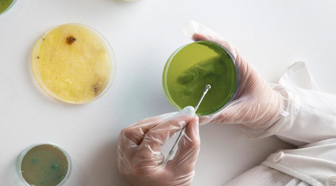 Habilitação – Biotecnologia: Kombucha